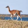 Encontro com guanacos, camelídeos muito comuns na Península Valdés, no litoral da  patagônia argentina